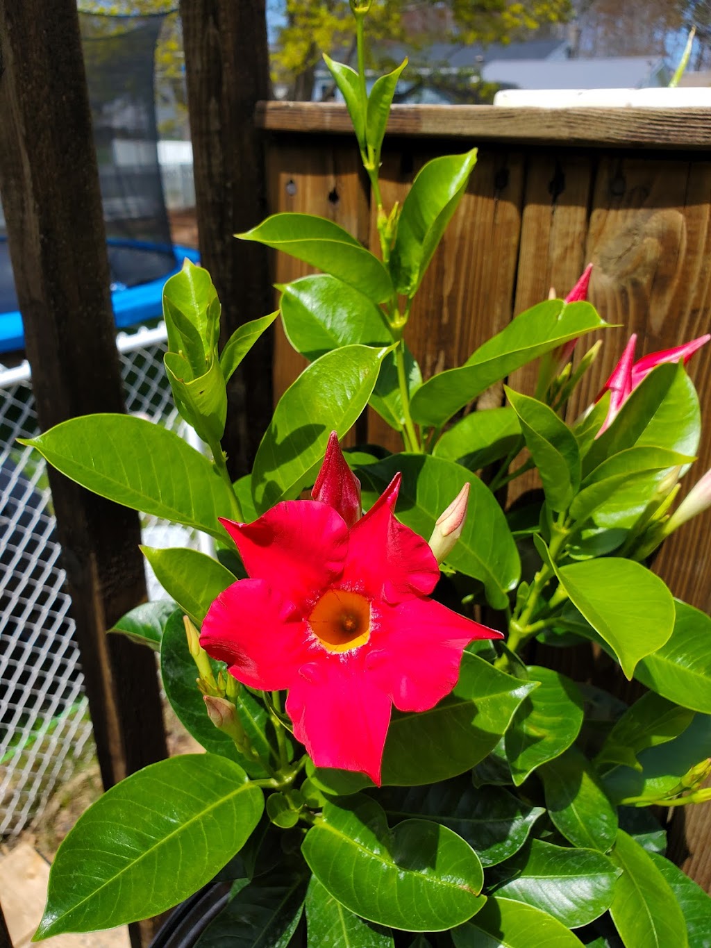The Briar Patch Farm & Nursery | 4568 Highway #1, South Berwick, NS B0P 1E0, Canada | Phone: (902) 538-9164