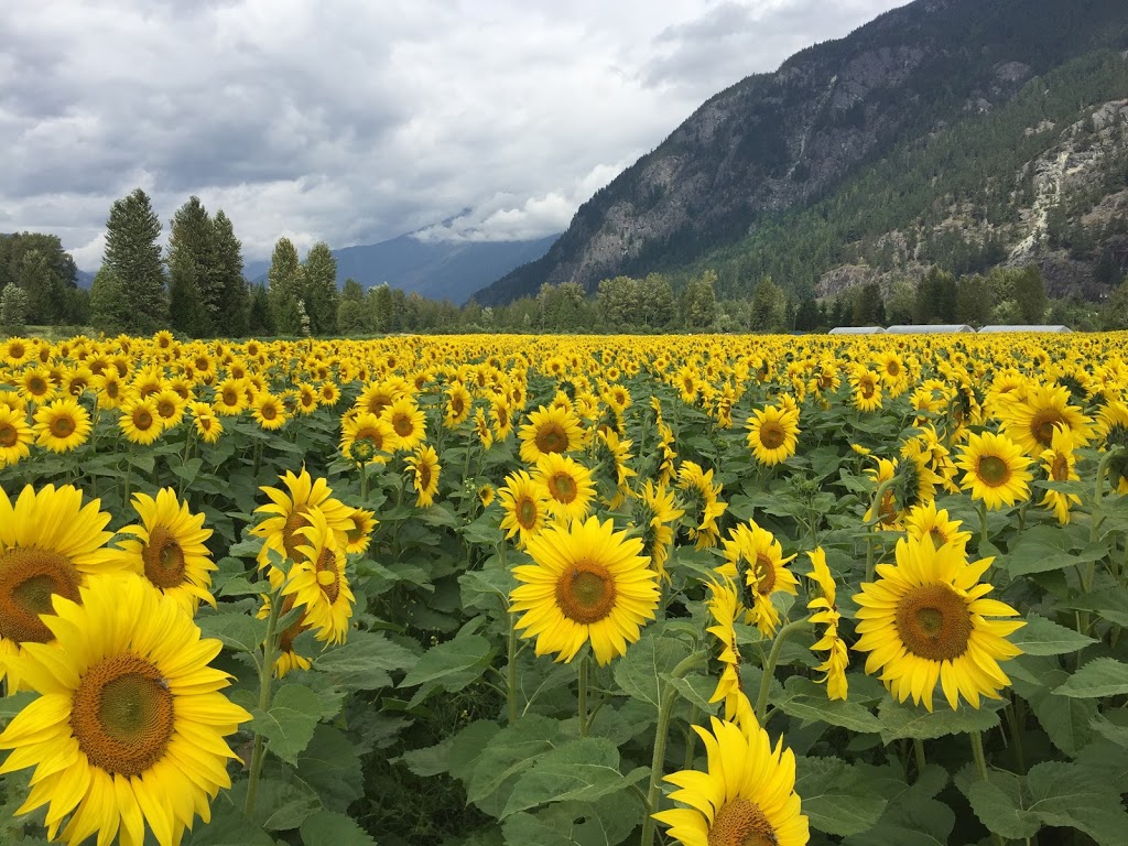 Coastal Urban Gardens | 8305 Rainbow Dr, Whistler, BC V8E 0G1, Canada | Phone: (604) 966-7384