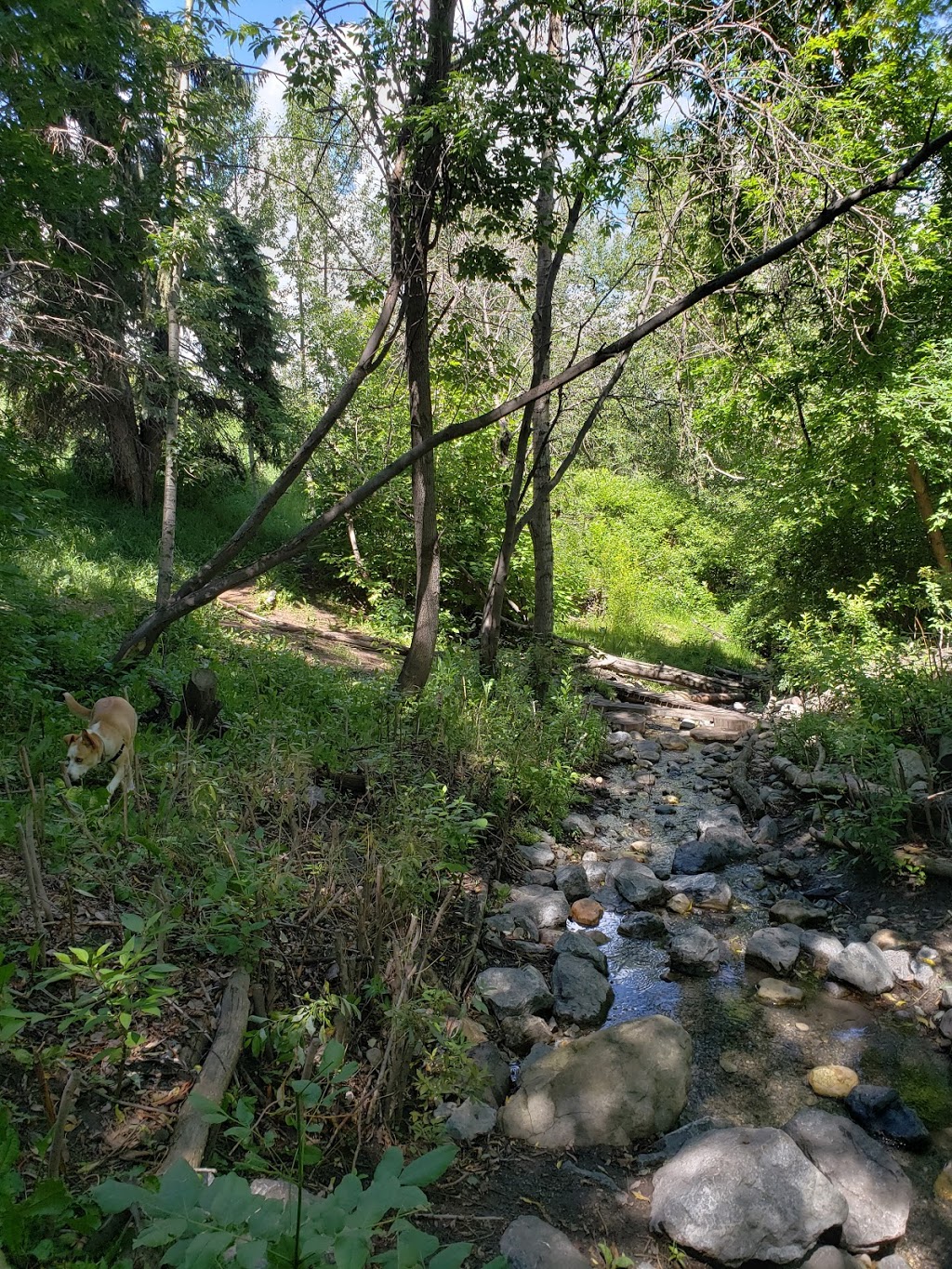 Shaganappi Off Leash Area | 1418 25a St SW, Calgary, AB T3C 1J8, Canada