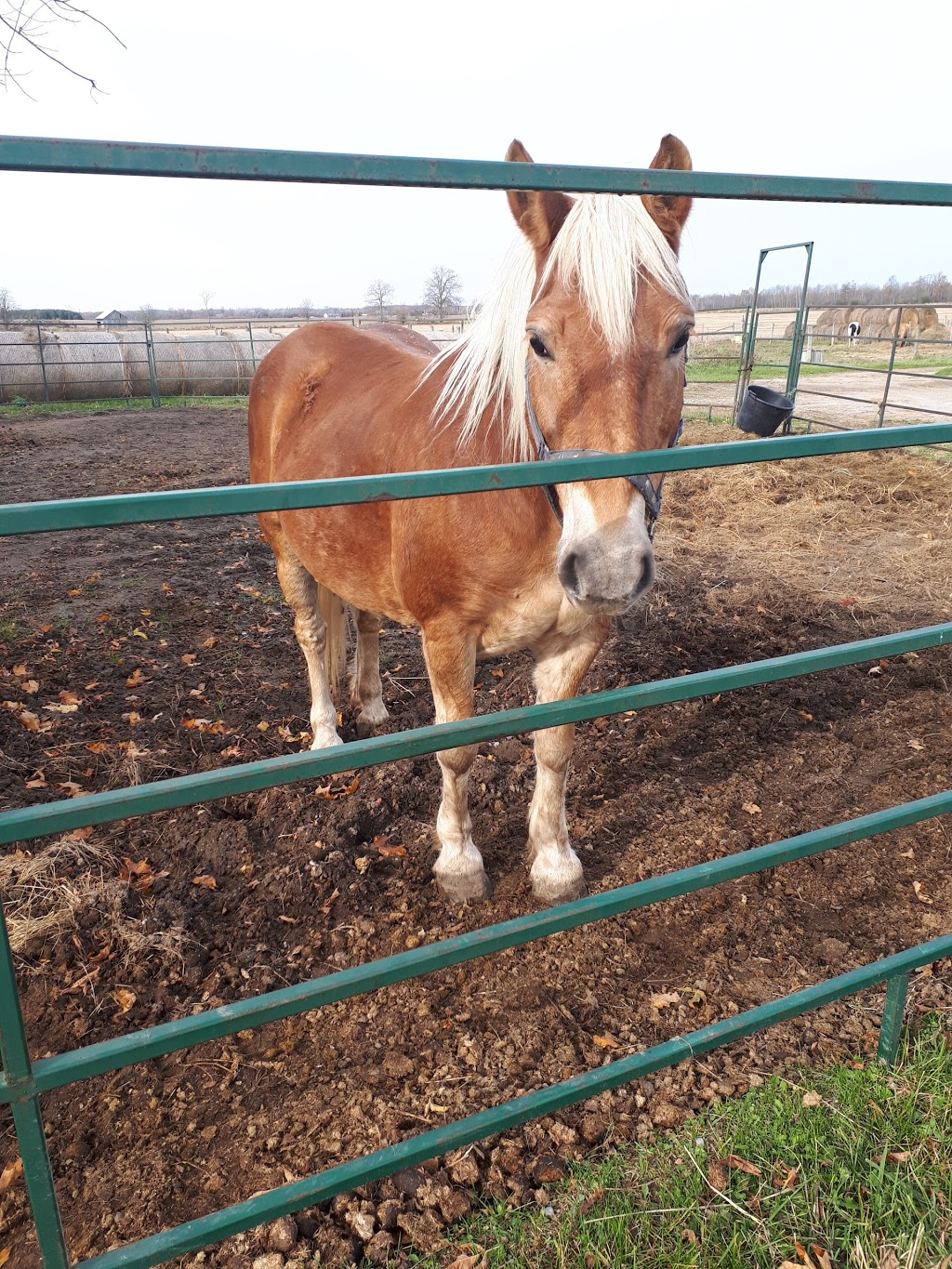 Borrowed Freedom Farms | Hwy 7, Kawartha Lakes, ON K0M 2M0, Canada | Phone: (705) 953-9563