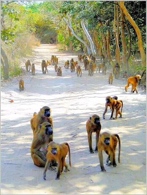 Smiling-Tours Of Gambia | 164 Rothesay Dr, Kanata, ON K2L 1P1, Canada | Phone: (220) 931-8556
