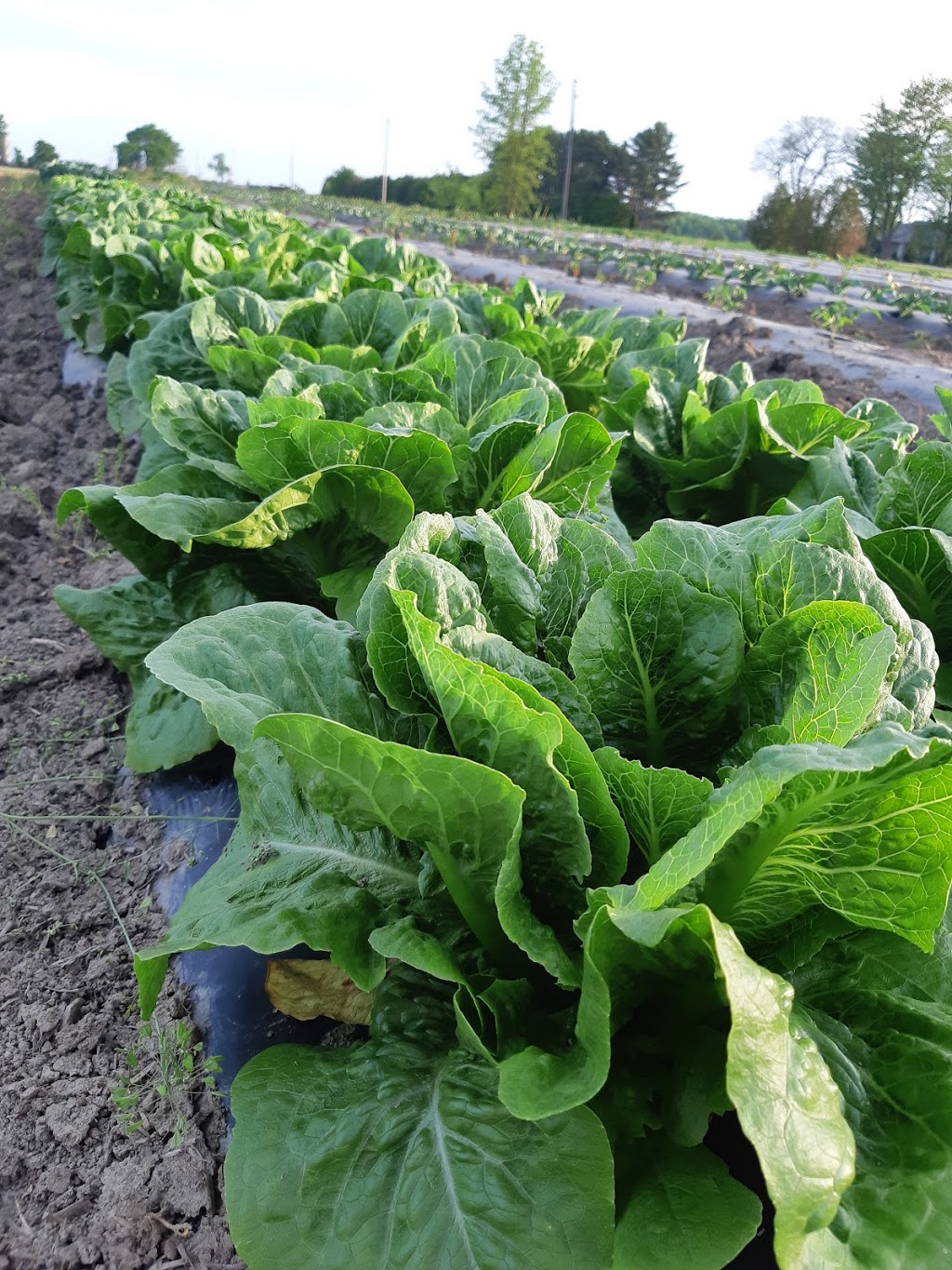 Claylan Farm | 742 Oil Heritage Rd, Dresden, ON N0P 1M0, Canada | Phone: (519) 355-8025
