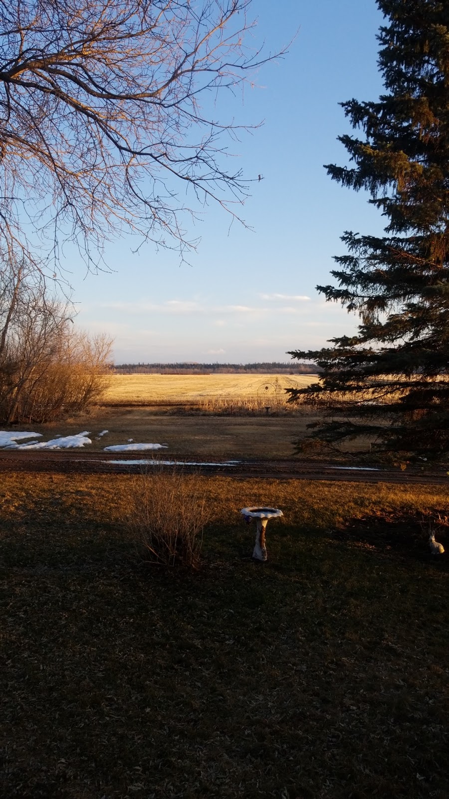 Morgans Hog Haven | Unnamed Road, Prince Albert No. 461, SK S6V 2W9, Canada | Phone: (306) 922-8387