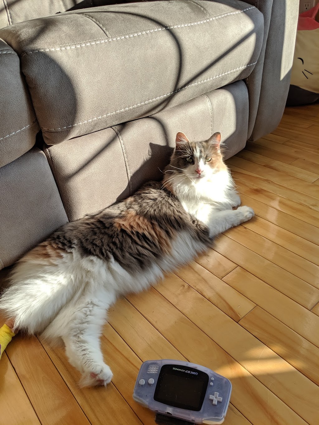 Riverview Animal Hospital | 550 Pine Glen Rd, Riverview, NB E1B 4X2, Canada | Phone: (506) 387-4015