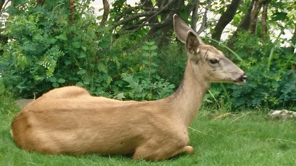 Northland Lodge | 408 Evergreen Ave, Waterton Park, AB T0K 2M0, Canada | Phone: (403) 859-2353