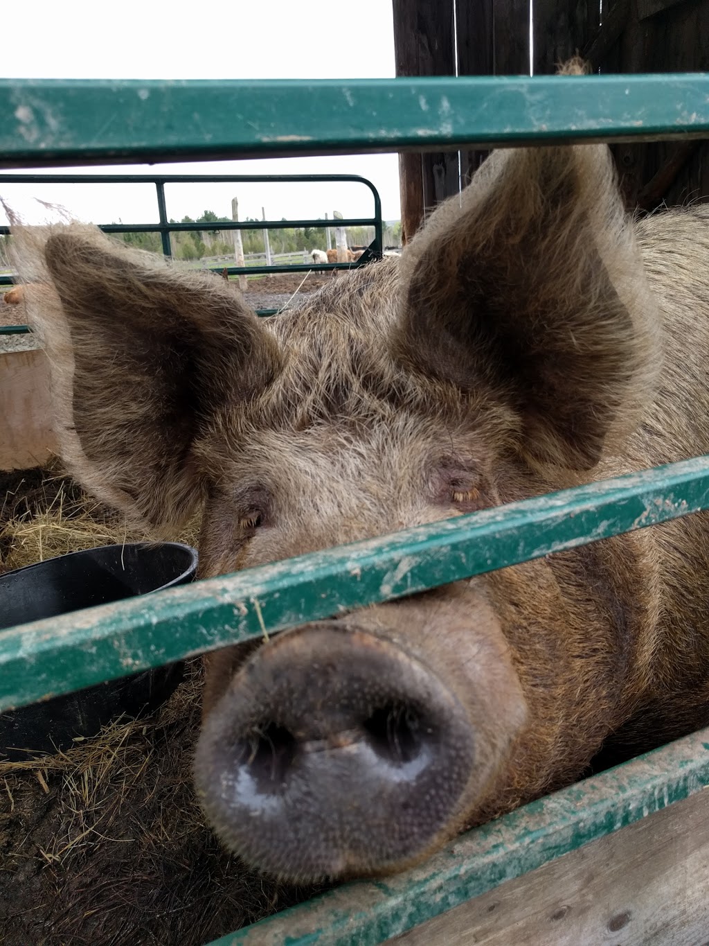 Ferme Au Pied Levé | 1107 Chemin Fitch Bay, Magog, QC J1X 3W2, Canada | Phone: (819) 843-6143