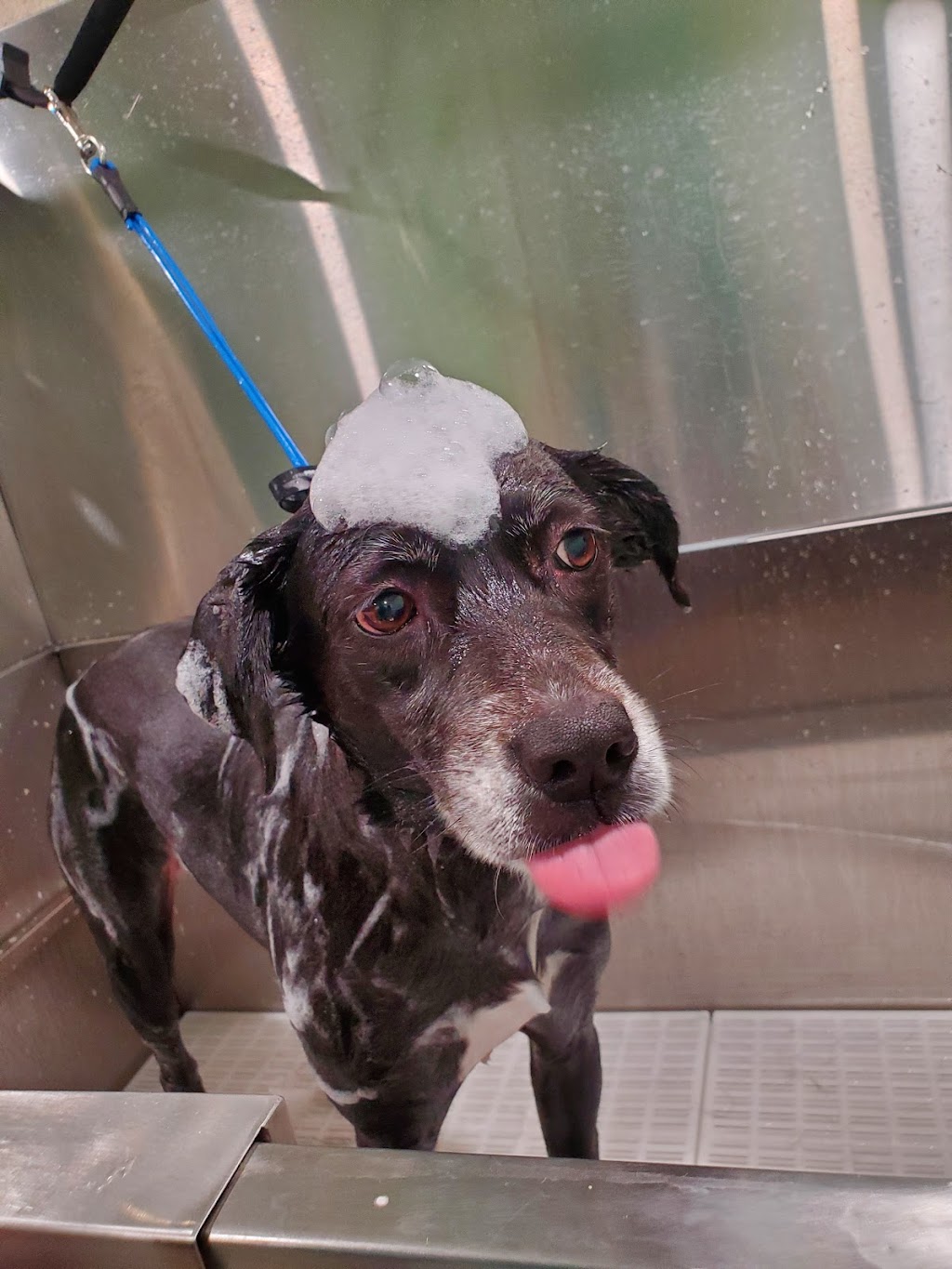 The Dapper Dog | 377 Campbell Dr, Arnprior, ON K7S 3G8, Canada | Phone: (613) 899-1771
