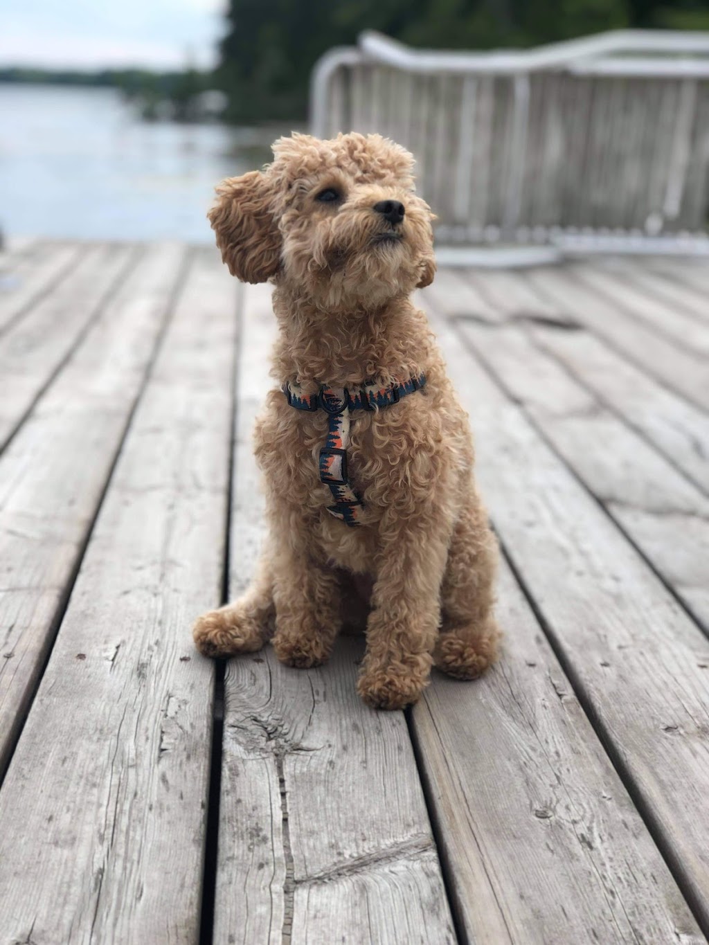Goldenbellekennels | 37482 Zion Rd, Lucknow, ON N0G 2H0, Canada | Phone: (519) 450-9820
