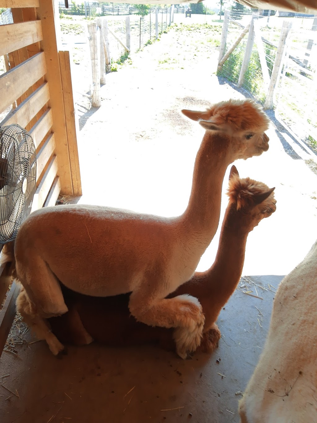 Silver Birch Alpacas | 4650 County Rd 9, Greater Napanee, ON K7R 3K8, Canada | Phone: (416) 802-7750