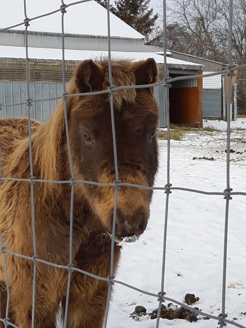 Sandhill Stables Horses Boarded | 1238 Snyders Rd E, Baden, ON N3A 3L3, Canada | Phone: (519) 634-8999