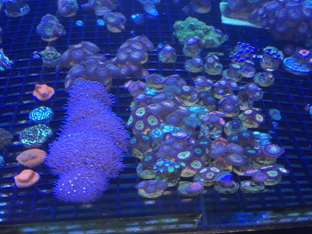 In2Deep Corals | 49 Palomino Dr, Brantford, ON N3P 1J6, Canada | Phone: (905) 981-9410