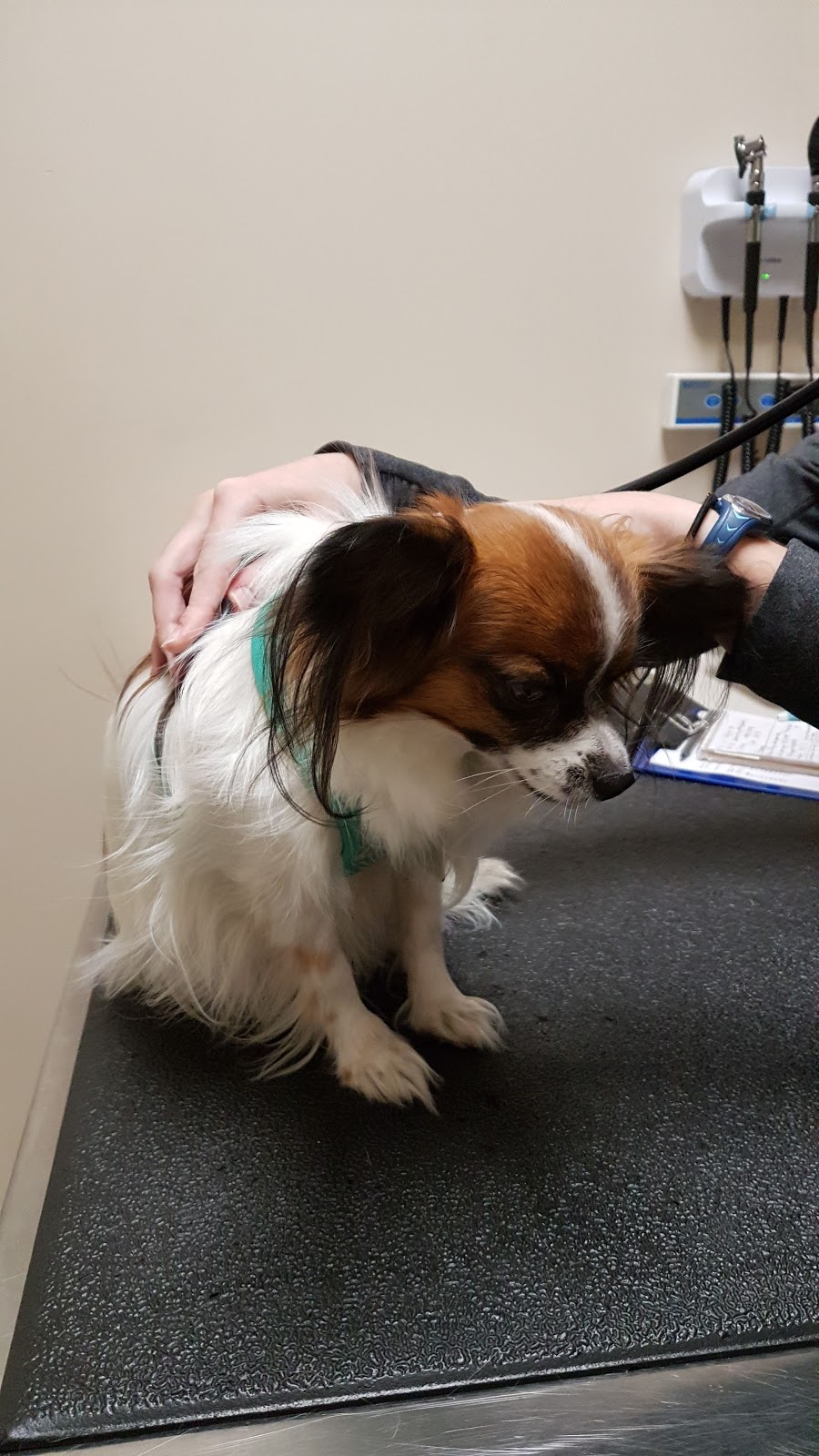 Sage Creek Animal Hospital | 50 Sage Creek Blvd #102, Winnipeg, MB R3X 0J6, Canada | Phone: (204) 255-1150