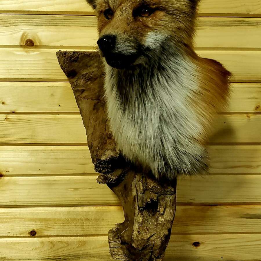 Striga Taxidermy | Mayfair, SK S0M 1S0, Canada | Phone: (306) 240-8028