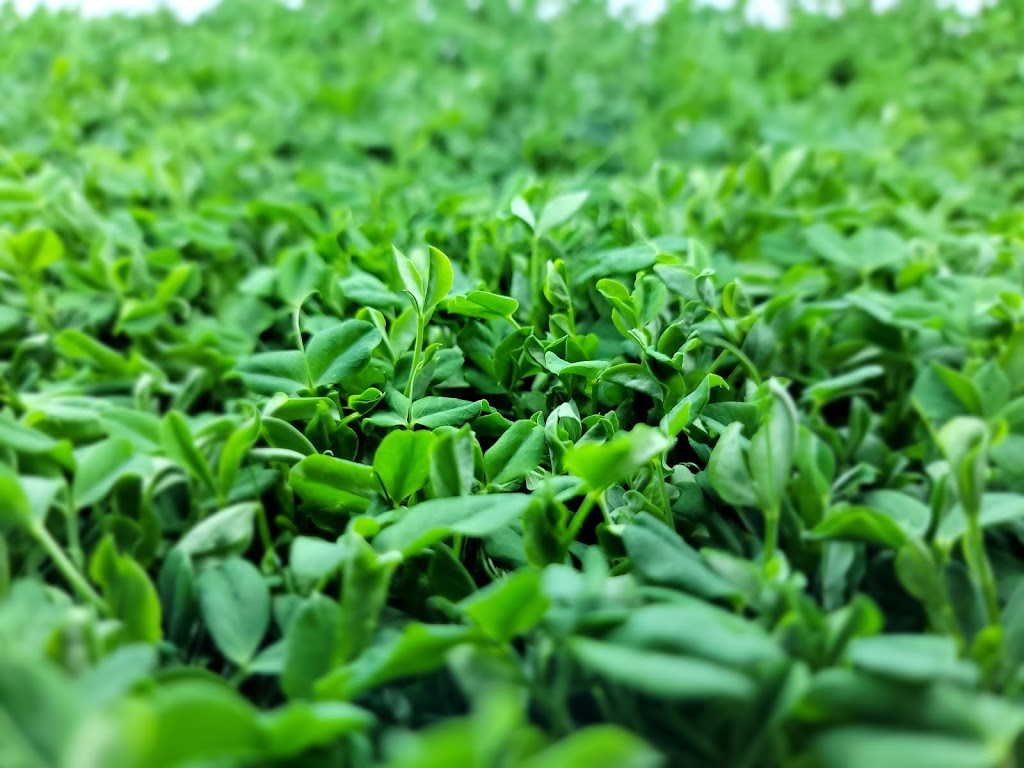 Wee Garden | 27014 Sapton Rd 69N, Cooks Creek, MB R5M 0E7, Canada | Phone: (204) 223-7165