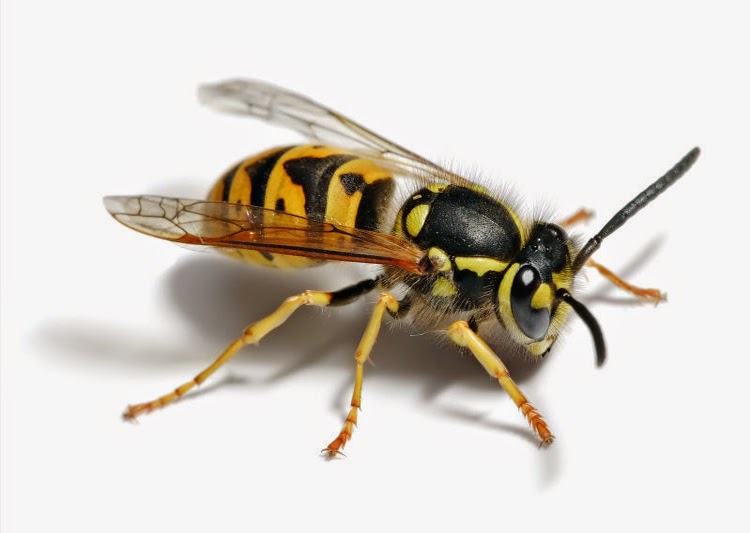 Paramount Pest Control | 212 Tivoli Private, Nepean, ON K2E 0A7, Canada | Phone: (613) 263-4357