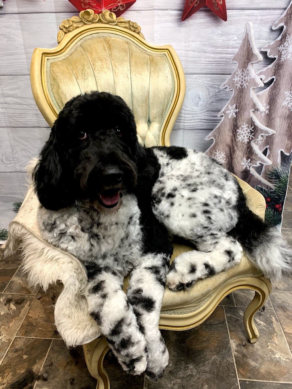 The Pawlour | 21 Temperance St, Bowmanville, ON L1C 1A1, Canada | Phone: (905) 242-7202