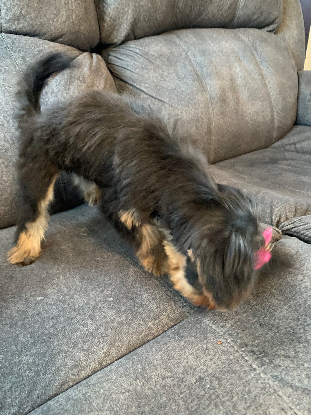 Fur Babies | 456 Vodden St E, Brampton, ON L6S 5V1, Canada | Phone: (905) 792-0428