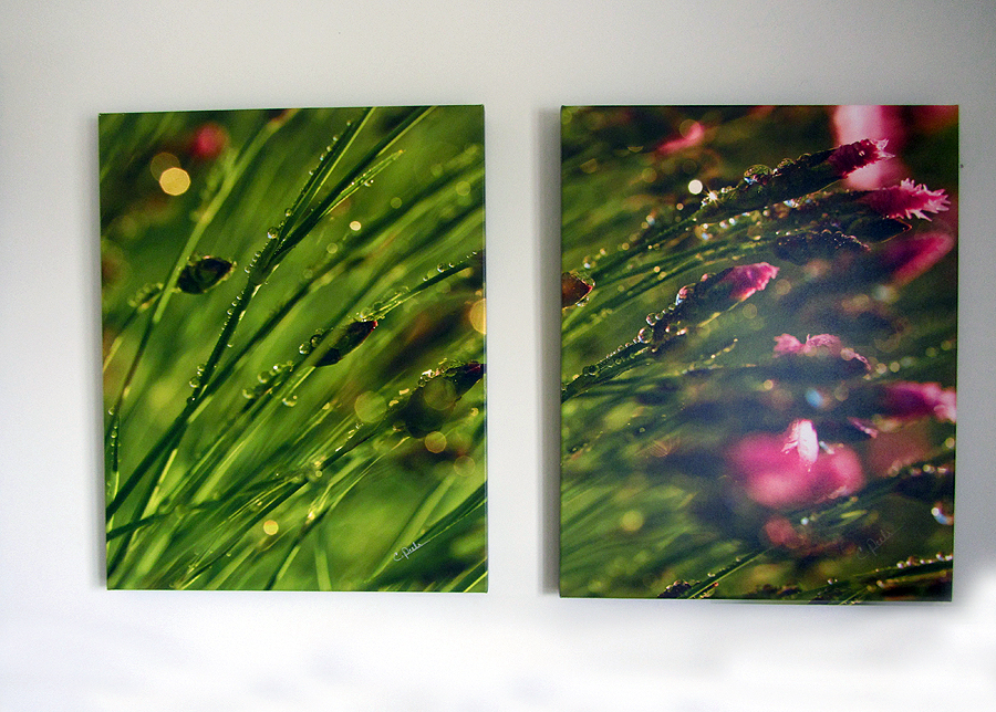 Snaps Drops Inc. Water Drop Photography | 110 Smiths Point Rd, East Quoddy, NS B0J 2R0, Canada | Phone: (902) 654-2736