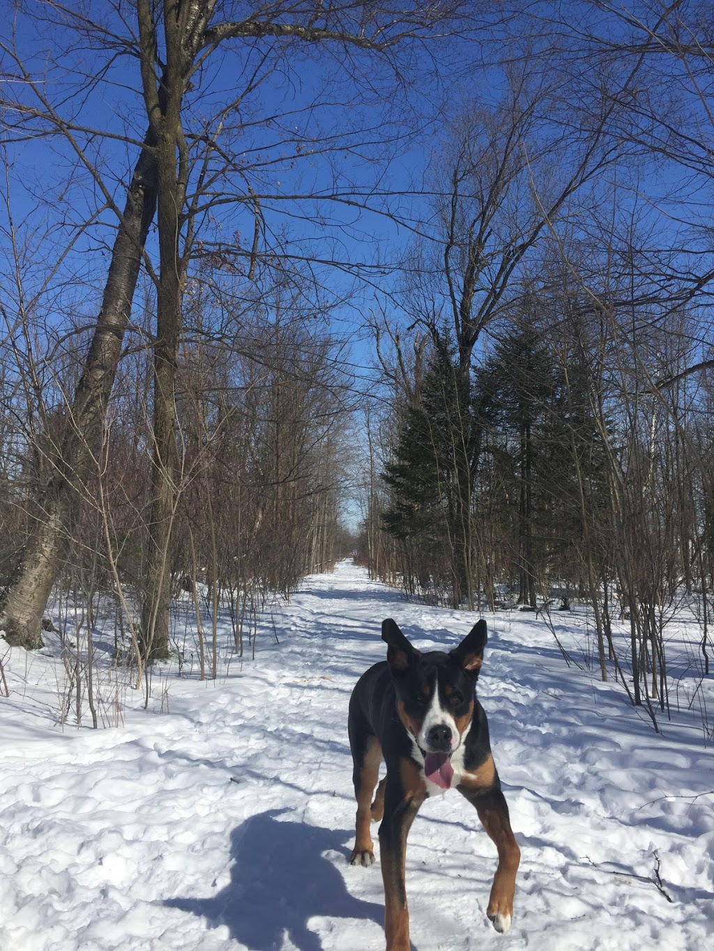 Fergus Dog Park | 840 Glengarry Crescent, Fergus, ON N1M 3W1, Canada