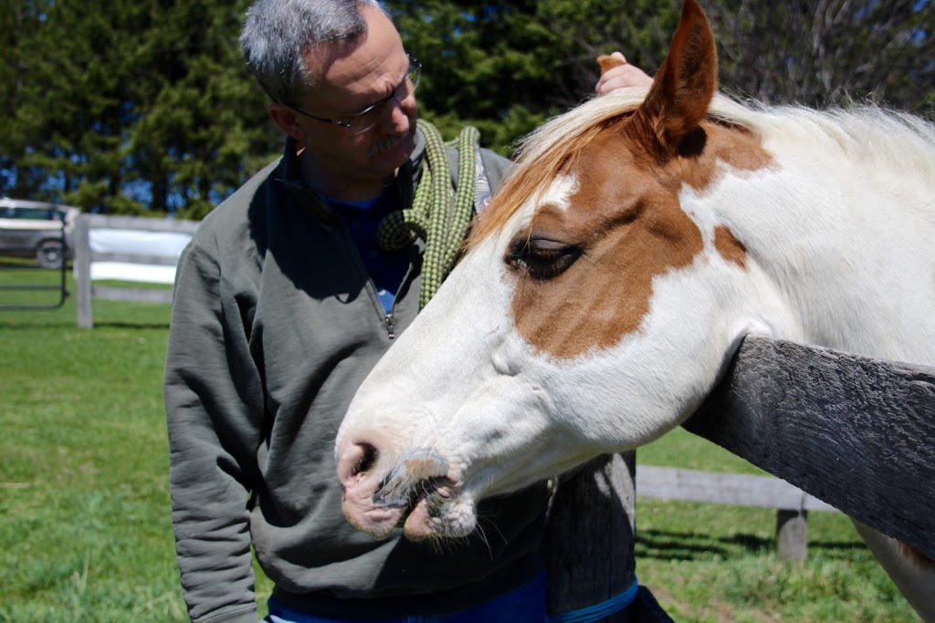 Horse Discovery | Carmel Line, Cavan-Monaghan, ON L0A 1G0, Canada | Phone: (705) 932-2244