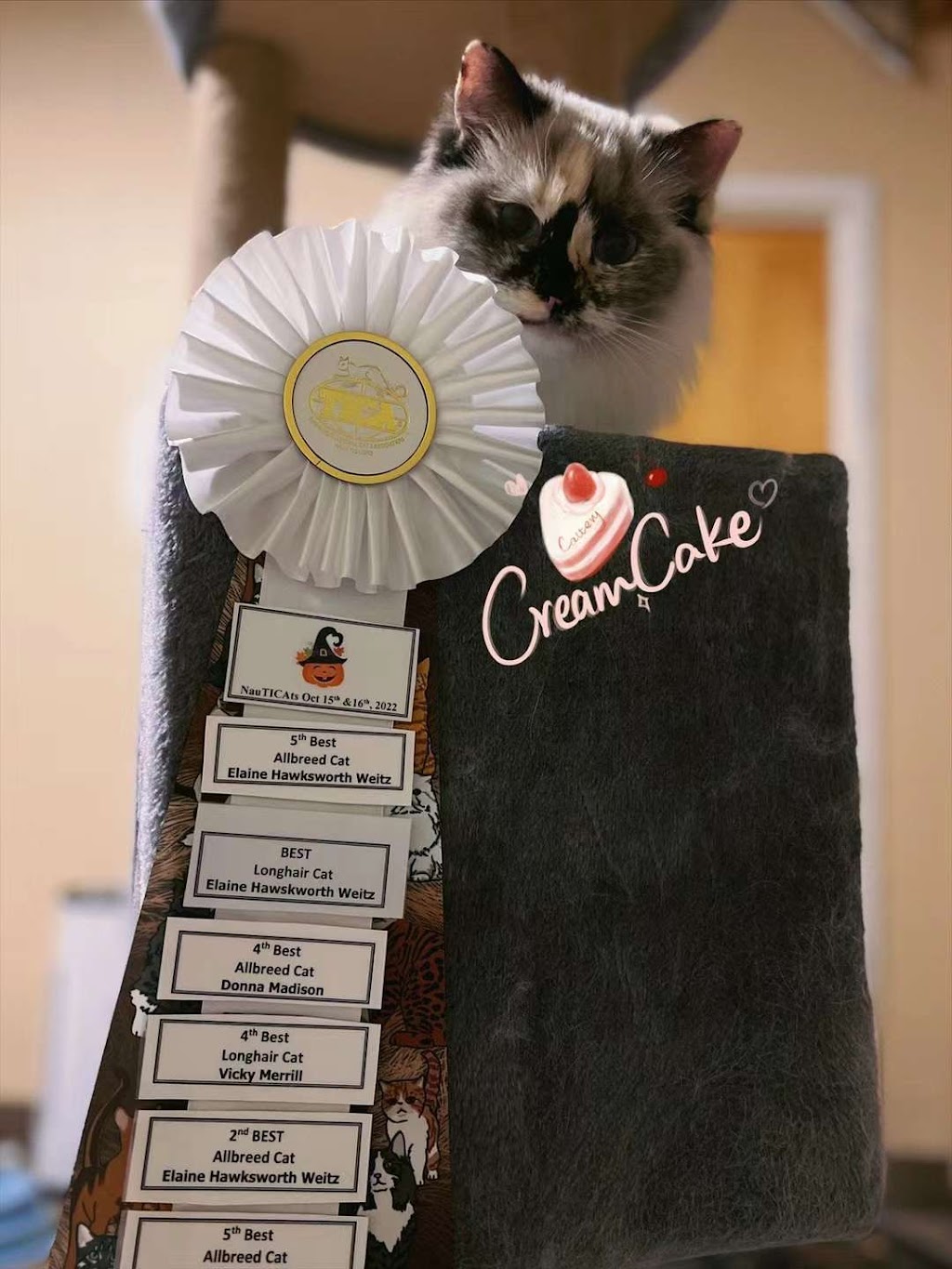 Cream Cake Ragdoll Cattery | 40 Chem. de Cochrane, Compton, QC J0B 1L0, Canada | Phone: (416) 841-8925