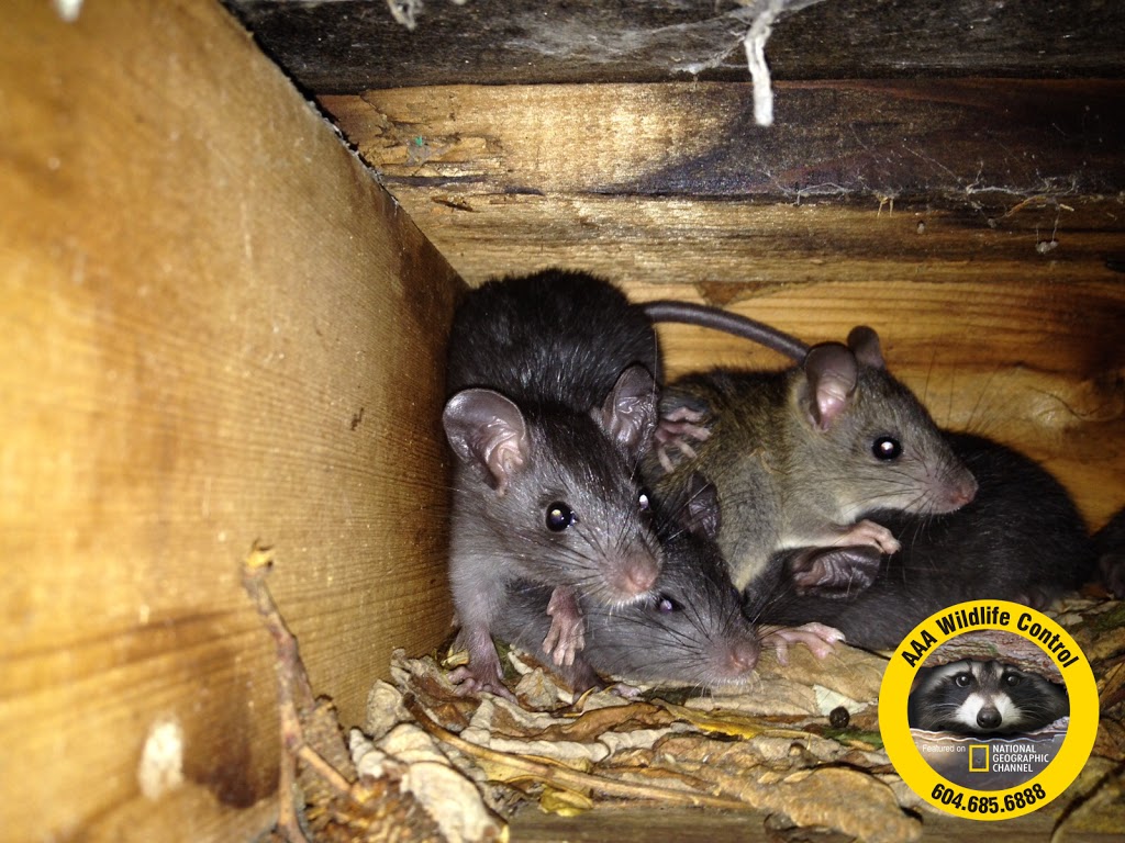 AAA Wildlife Control | 7228 Winston St, Burnaby, BC V5A 2G9, Canada | Phone: (604) 685-6888