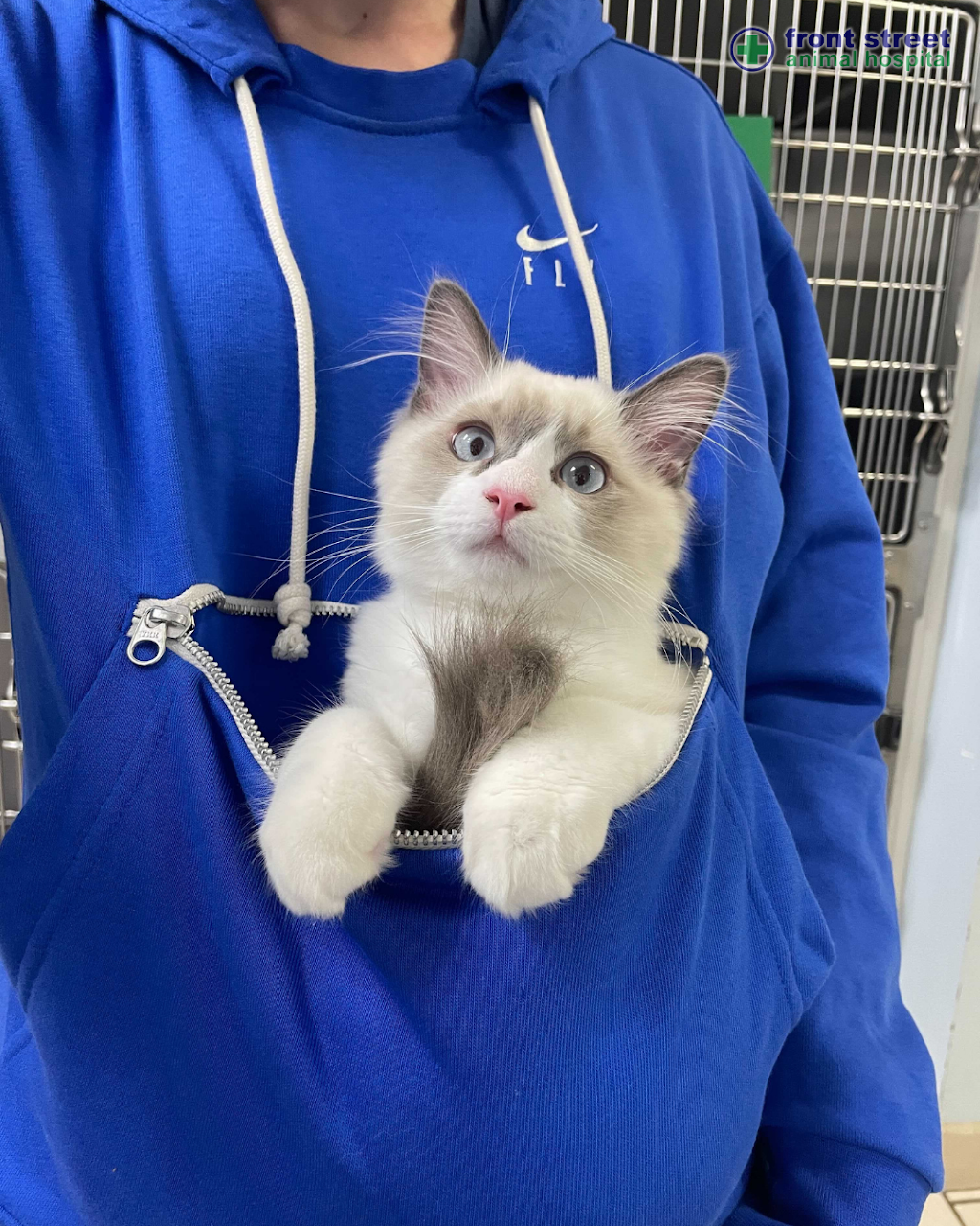 Front Street Animal Hospital | 548 Front St W, Toronto, ON M5V 3N5, Canada | Phone: (416) 351-1212