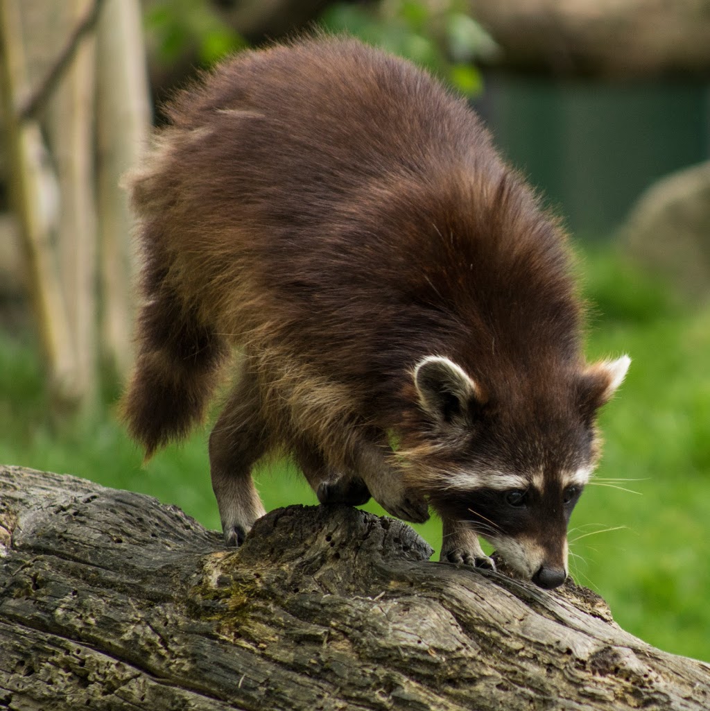 A.F.E Nuisance Wildlife Control | 1211 Lake Shore Rd, Chazy, NY 12921, USA | Phone: (518) 524-5240