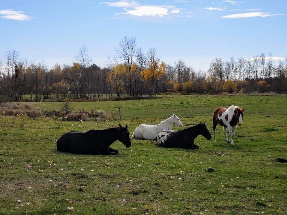 Écurie Kalin | 670 2e Rang, Sainte-Mélanie, QC J0K 3A0, Canada | Phone: (450) 803-5193