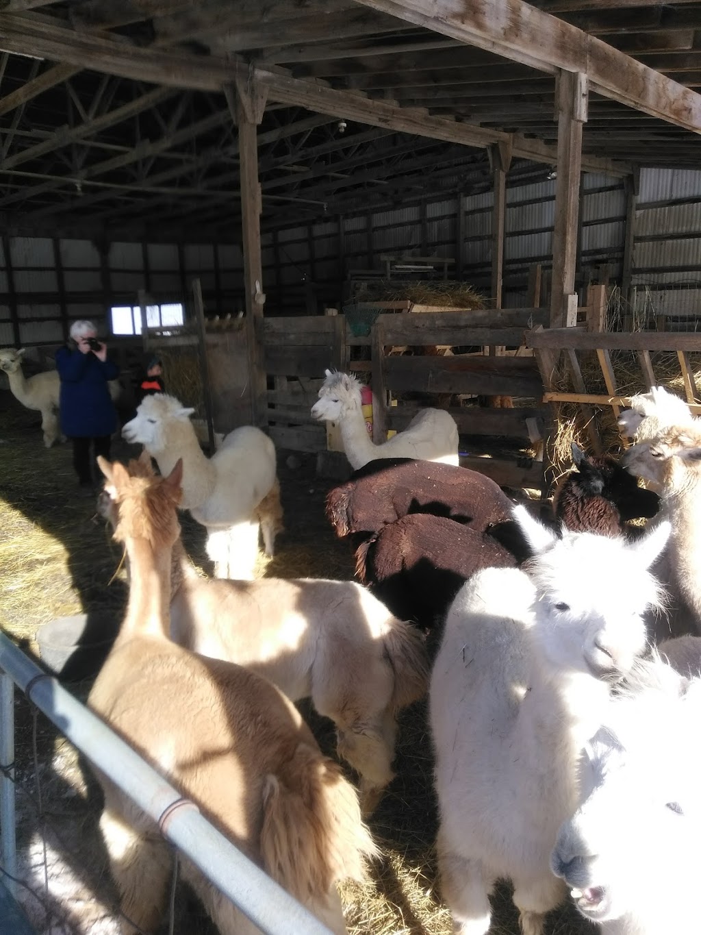 Stone Spindle Farm | 367 County Rd 15, Tamworth, ON K0K 3G0, Canada | Phone: (613) 379-2580