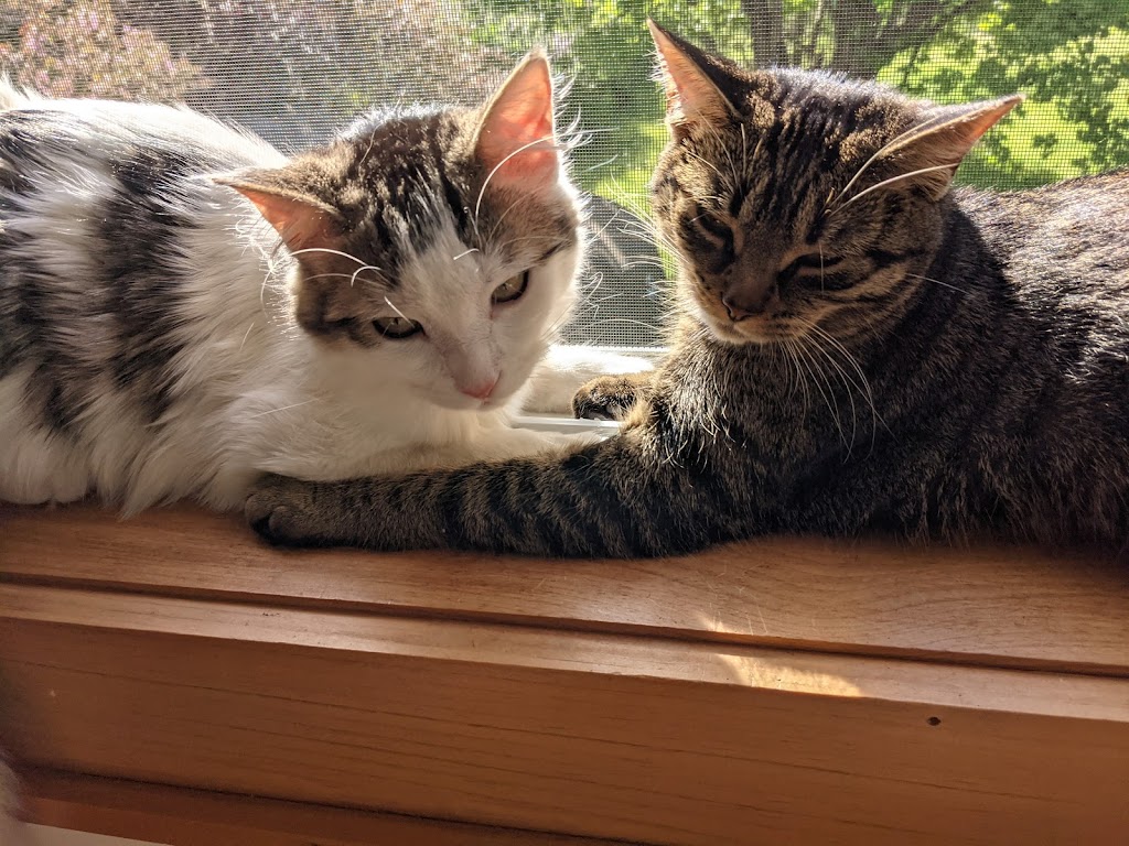 The Cats of Paint Lake | Box 344, 1028 Paint Lake Rd, Dorset, ON P0A 1A0, Canada | Phone: (705) 854-0827