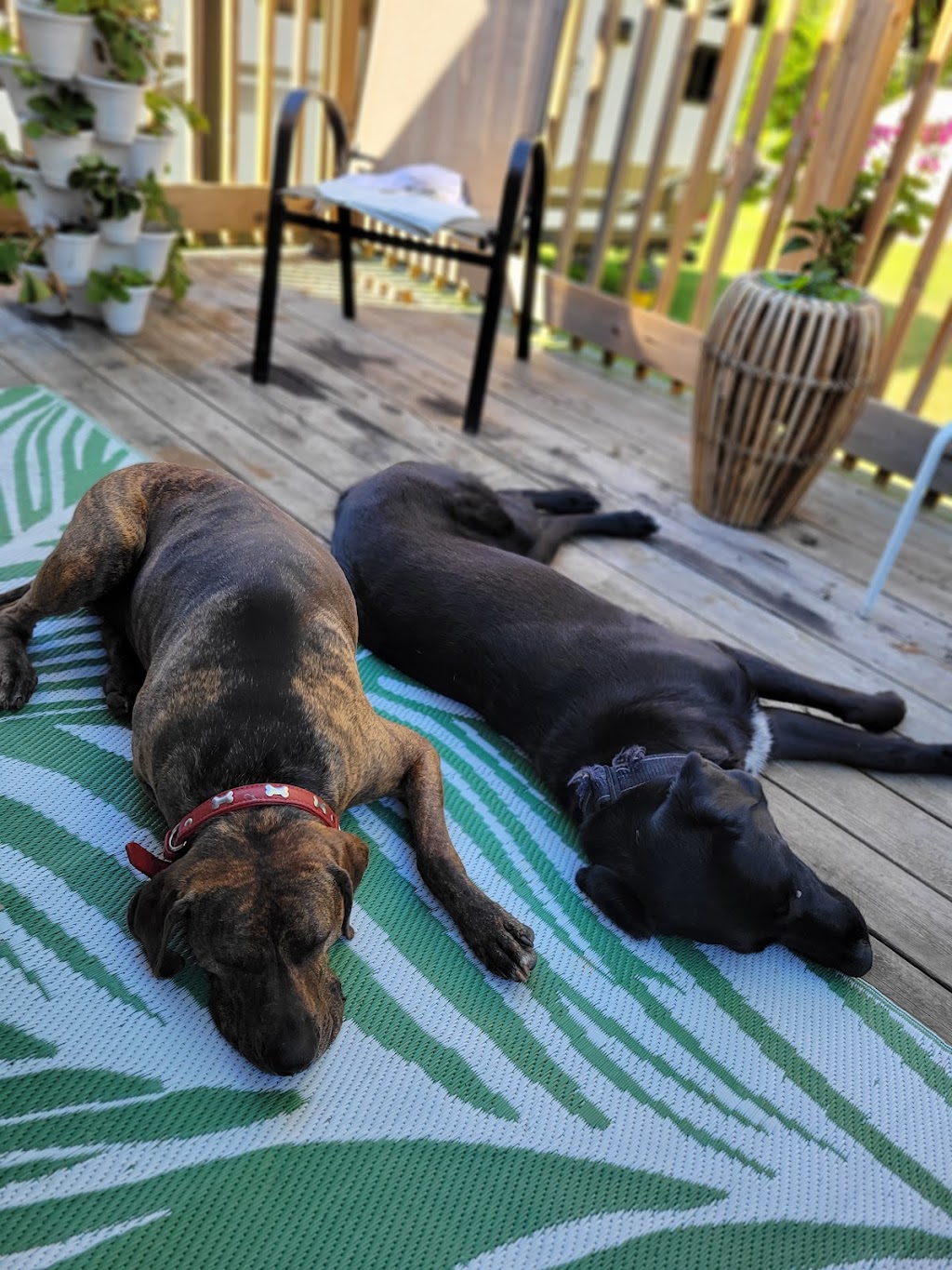 Big Puppy love | 313 Percy St, Waubaushene, ON L0K 2C0, Canada | Phone: (416) 697-8330