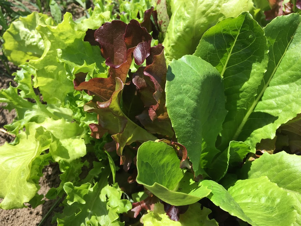 The Fifty Acre Garden | 3682 Line, ON-11, Coldwater, ON L0K 1E0, Canada | Phone: (705) 984-4965
