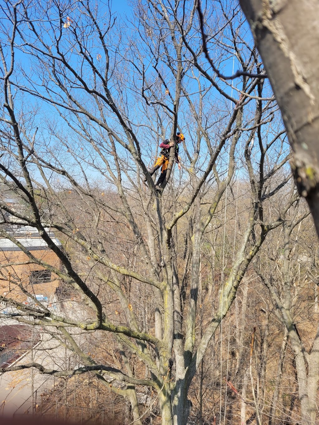 Arbor Tech Tree Care | 2360 Brock St, Manilla, ON K0M 2J0, Canada | Phone: (800) 327-3653