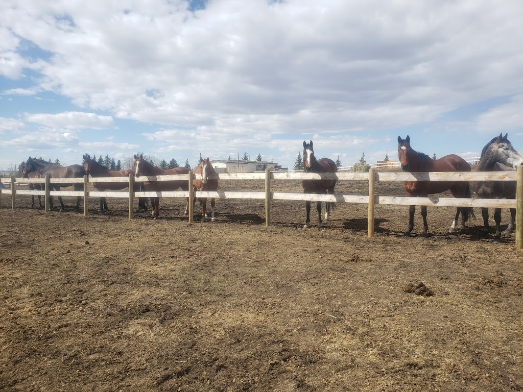 Fantasy Ridge Farms | 21131 Big Hill Springs Rd, Calgary, AB T3R 1K5, Canada | Phone: (403) 485-1655