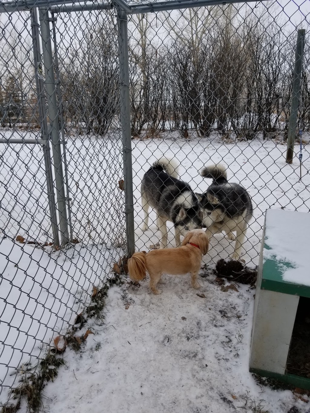 Westglen Boarding Kennels Ltd | 226 Ave 32nd St SW, De Winton, AB T0L 0X0, Canada | Phone: (403) 256-0806