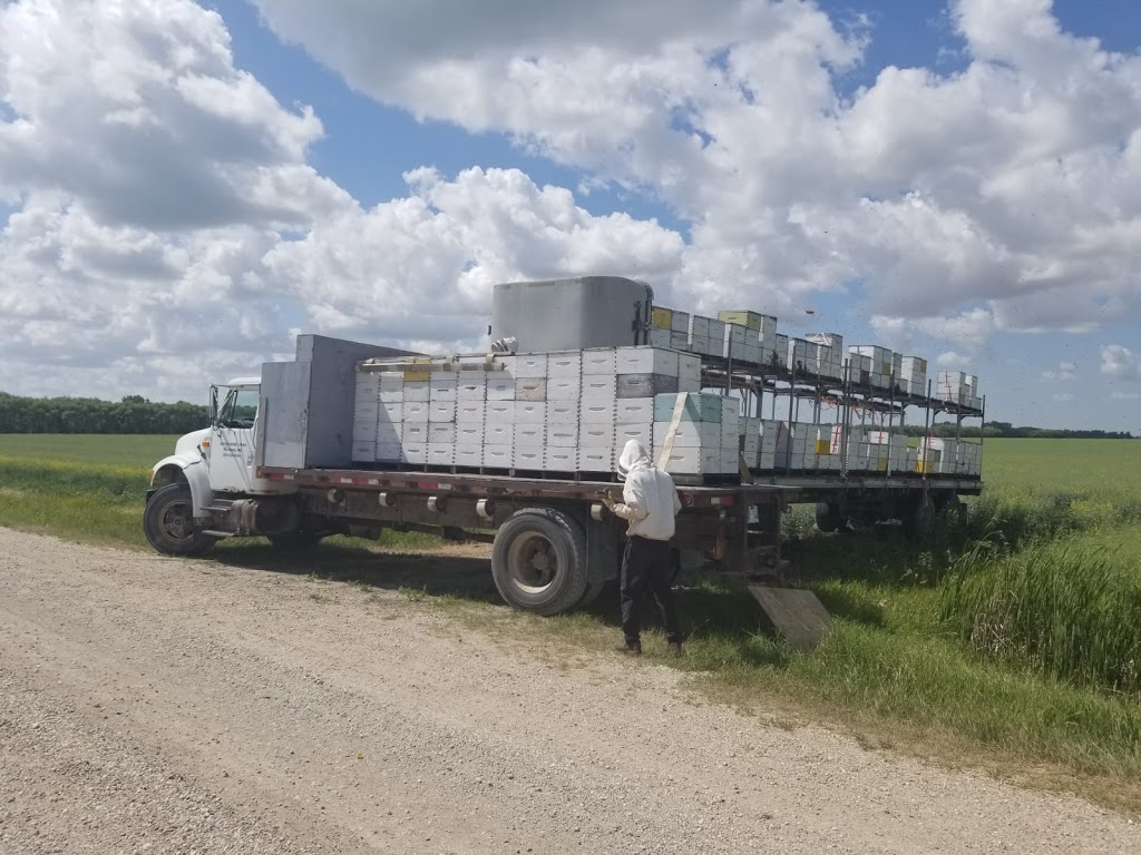Reger Honey Farm | 28036 Lasko Rd, Marchand, MB R0A 0Z0, Canada | Phone: (204) 424-9164