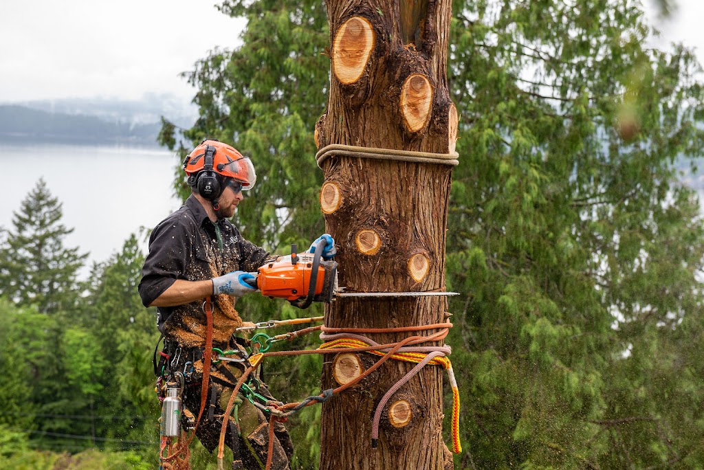 Peak Trees | 6566 Pinehurst Dr, Vancouver, BC V5X 4P1, Canada | Phone: (778) 318-9442