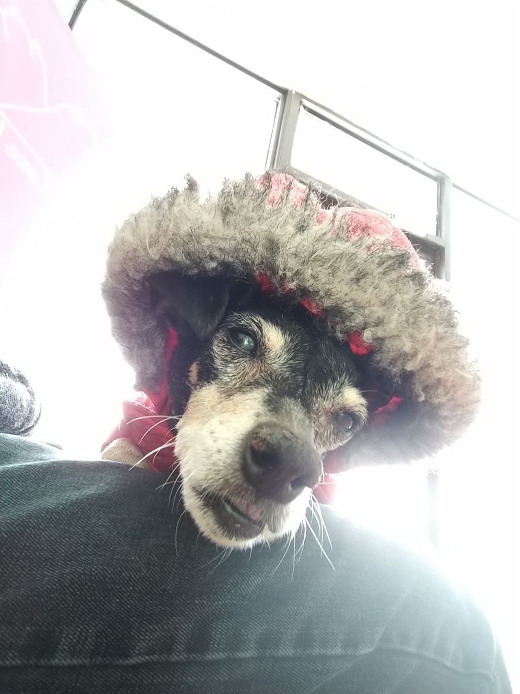 Pathways Holistic Petcare Centre | 919 Oxford St E, London, ON N5Y 3J8, Canada | Phone: (519) 457-7171