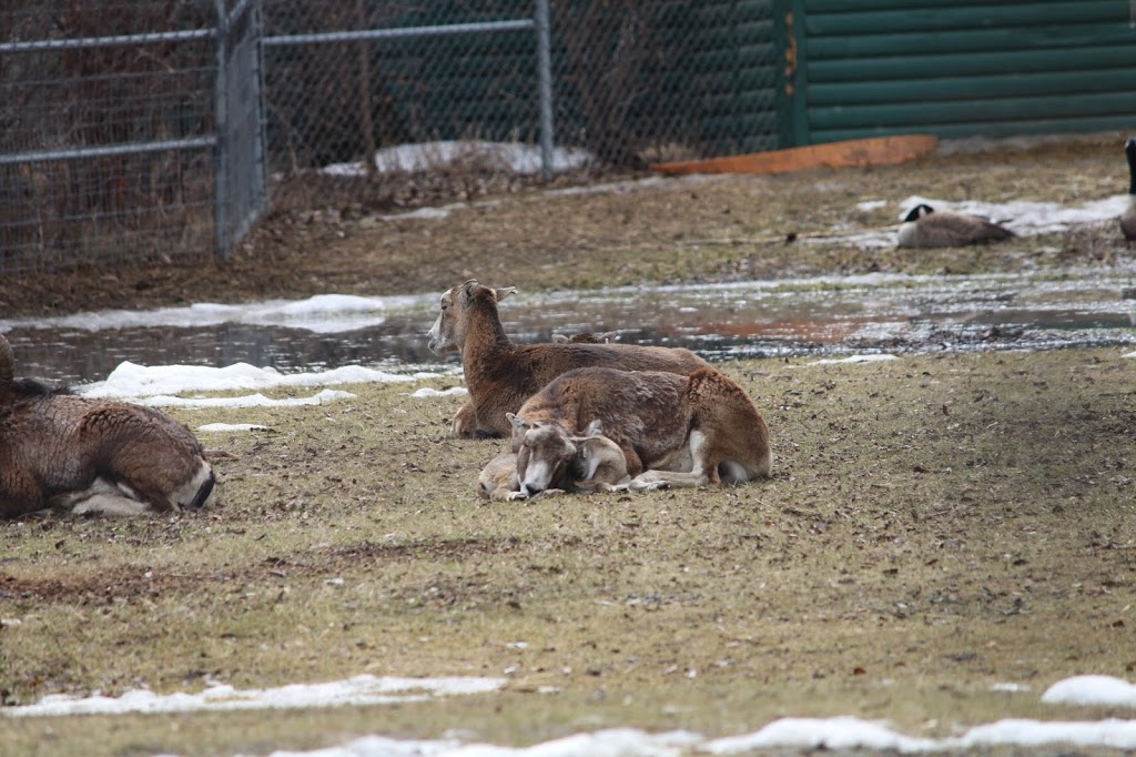 Saskatoon Zoo Society | 1903 Forestry Farm Park Dr, Saskatoon, SK S7S 1G9, Canada | Phone: (306) 975-3395