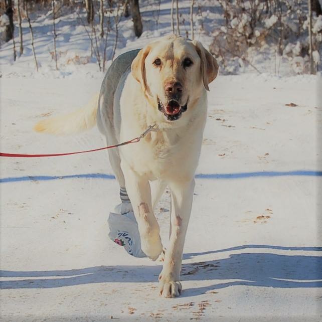 Hastings Lake Animal Hospital | #1 20332, Township Rd 512, Sherwood Park, AB T8G 1E8, Canada | Phone: (780) 662-2227