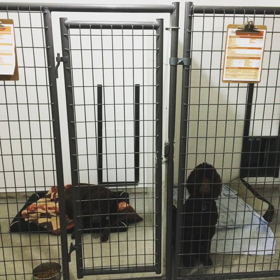 The Dogs Paw - Pet Retreat and Training | 1550 ON-3, Delhi, ON N4B 2W6, Canada | Phone: (519) 582-7297