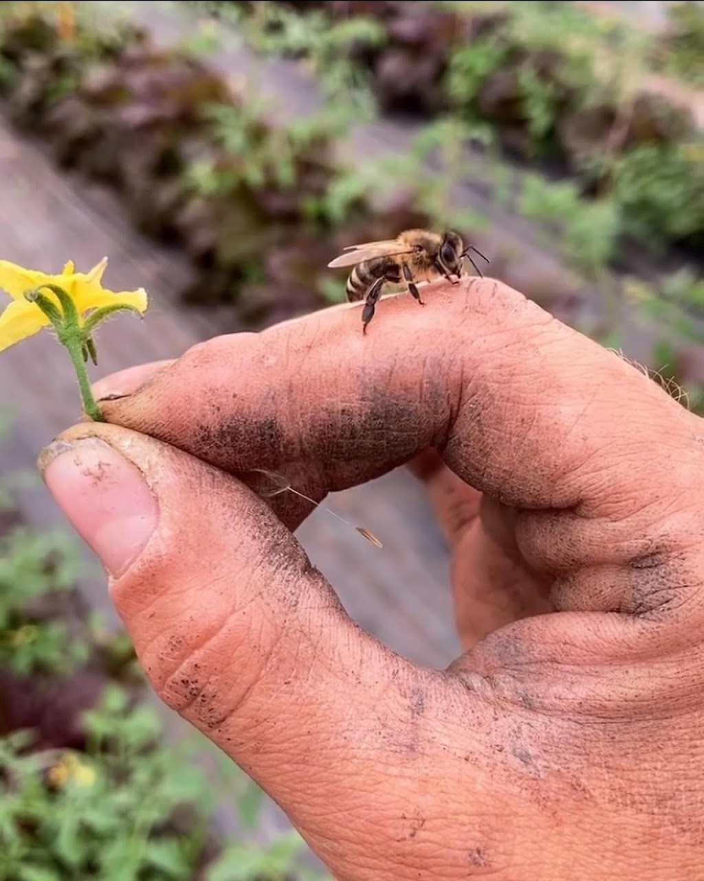 Blue Lagoon Organics Farm | 1A3 781, MB-26, Saint François Xavier, MB R4L 1A2, Canada | Phone: (204) 864-2277