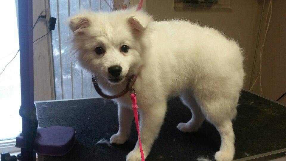 Country Dog House Grooming Salon | 864 Innisfil Beach Rd, Innisfil, ON L9S 2C2, Canada | Phone: (705) 431-4050