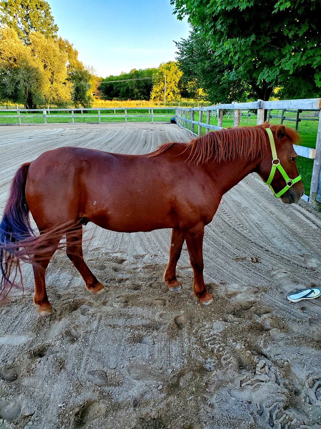 BR Equestrian Centre | 241 Harley Rd, Harley, ON N0E 1E0, Canada | Phone: (519) 755-1377