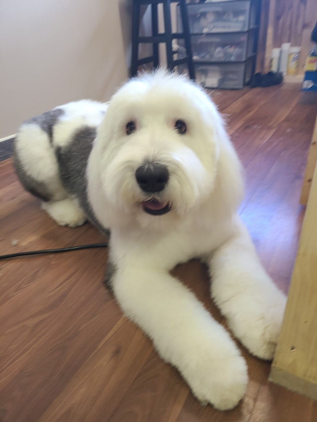 Backcountry Pet Grooming | 191 Ontario St, Burks Falls, ON P0A 1C0, Canada | Phone: (705) 783-5382