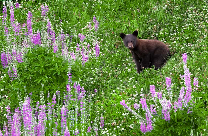 Whistler Bear Tours | 2230 Eva Lake Rd, Whistler, BC V8E 0M5, Canada | Phone: (604) 966-7385