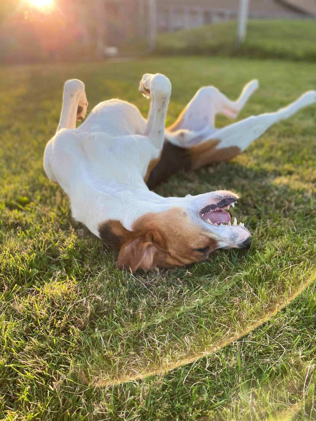 Furry Friends Pet Resort | 5455 Langmaid Rd, Hampton, ON L0B 1J0, Canada | Phone: (905) 725-6210