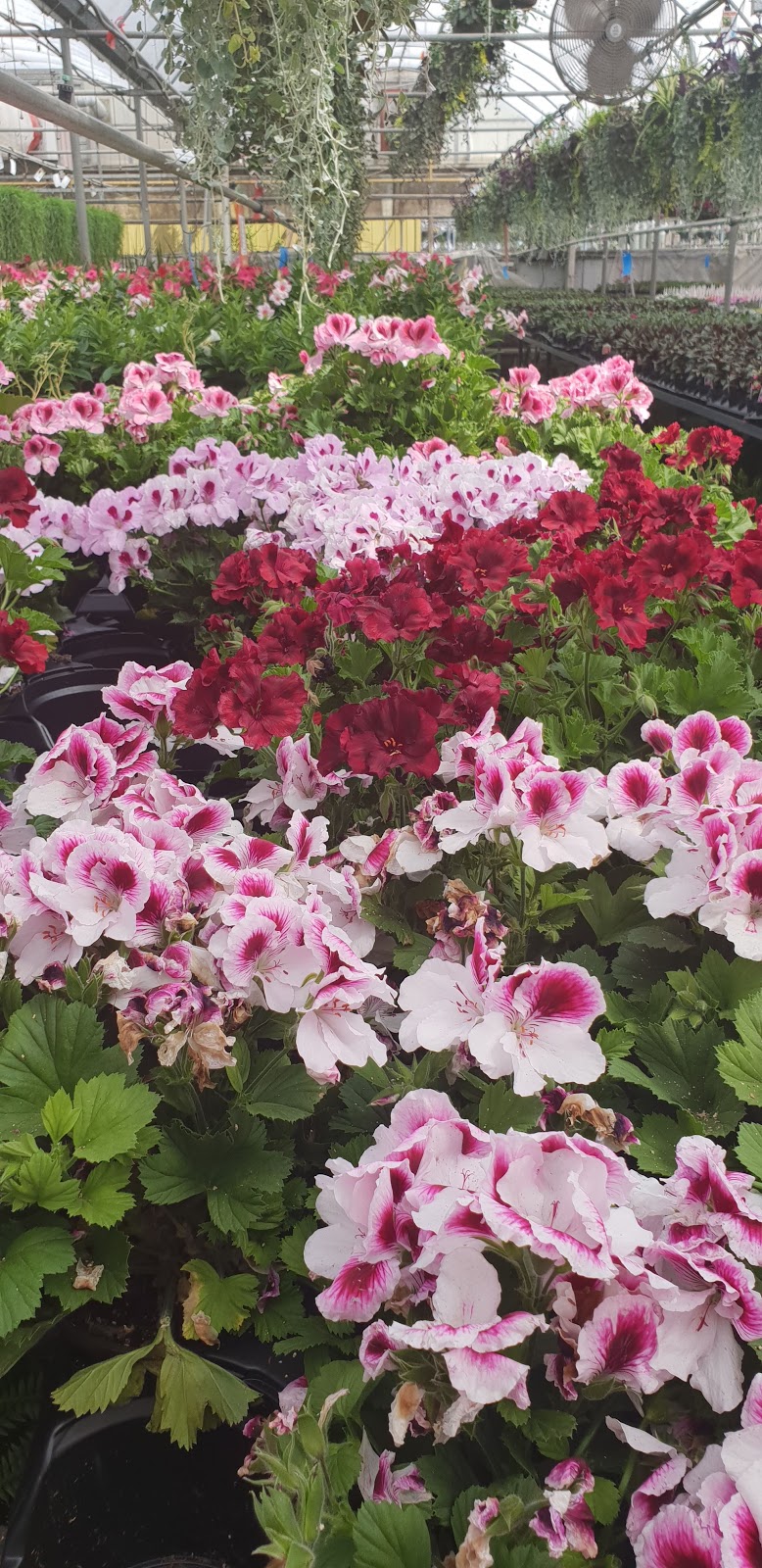 Rice Road Greenhouses and Garden Centre | 1361 Rice Rd, Welland, ON L3B 5N5, Canada | Phone: (905) 892-5832