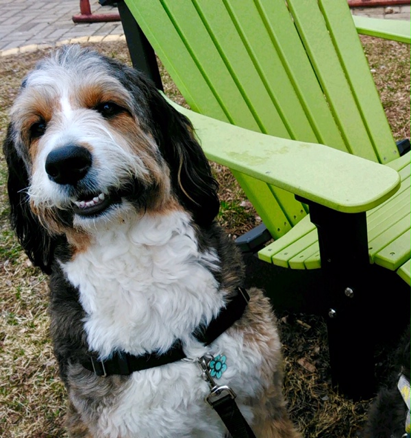 Mac Animal Clinic | 1026 Speers Rd, Oakville, ON L6L 2X4, Canada | Phone: (905) 844-6786